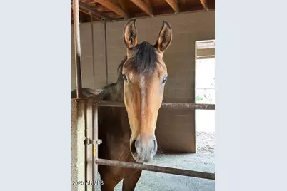 131 W Hunt Ranch Road, Pine, AZ 85544 - Photo 39