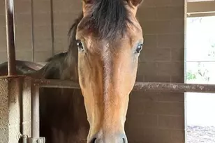 131 W Hunt Ranch Rd, Pine, AZ 85544 - Photo 39