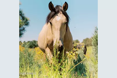 2345 Quarter Horse Trail #222, Overgaard, AZ 85933 - Photo 37