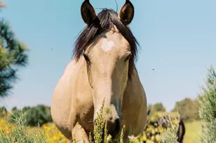 2345 Quarter Horse Trl, Overgaard, AZ 85933 - Photo 37