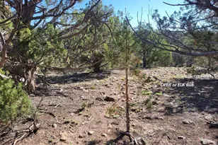 167 N Cattle Dr, Williams, AZ 86046 - Photo 7