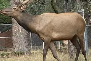 3868 N Bloody Basin Rd, Pine, AZ 85544 - Photo 17