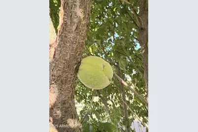 775 N Apple Blossom Lane, Snowflake, AZ 85937 - Photo 41