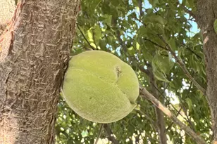 775 N Apple Blossom Ln, Snowflake, AZ 85937 - Photo 41