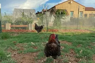 10379 E Blue Sky Vista, Hereford, AZ 85615 - Photo 57