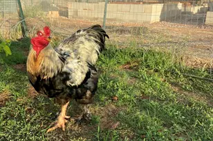 10379 E Blue Sky Vista, Hereford, AZ 85615 - Photo 61