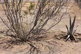 25712 W Steinbeck Dr, Morristown, AZ 85342 - Photo 33