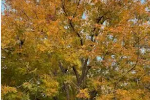 1309 W MacKenzie Dr, Phoenix, AZ 85013 - Photo 39