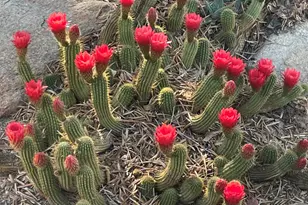 7660 E McKellips Rd, Scottsdale, AZ 85257 - Photo 13