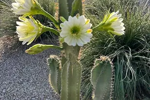 18114 W Desert Sage Dr, Goodyear, AZ 85338 - Photo 59