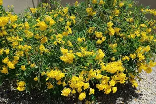 18114 W Desert Sage Dr, Goodyear, AZ 85338 - Photo 61