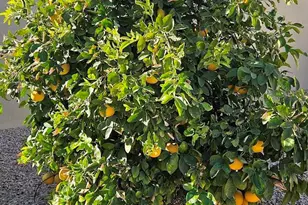 18114 W Desert Sage Dr, Goodyear, AZ 85338 - Photo 57