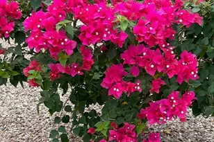 1295 N Lantana Pl, Casa Grande, AZ 85122 - Photo 47