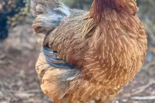 41 Country Ln, Sedona, AZ 86336 - Photo 61