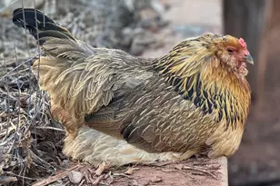 41 Country Ln, Sedona, AZ 86336 - Photo 57