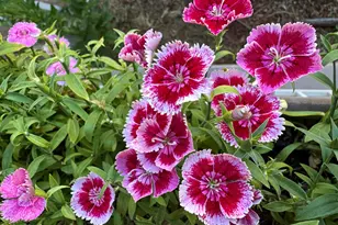 41 Country Ln, Sedona, AZ 86336 - Photo 51