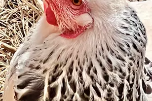 41 Country Ln, Sedona, AZ 86336 - Photo 59