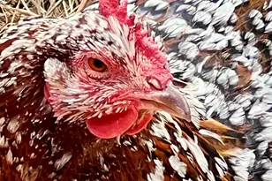 41 Country Ln, Sedona, AZ 86336 - Photo 63