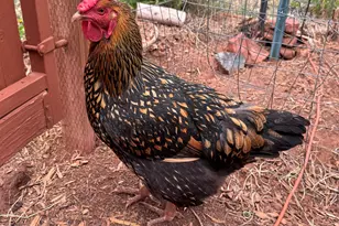 41 Country Ln, Sedona, AZ 86336 - Photo 65