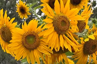 41 Country Ln, Sedona, AZ 86336 - Photo 25