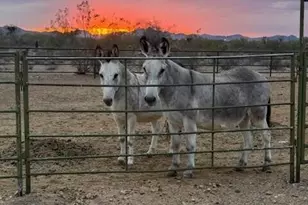 37416 N 240th Dr, Morristown, AZ 85342 - Photo 73