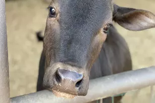 30434 N 59th St, Cave Creek, AZ 85331 - Photo 53