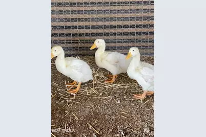 30434 N 59th Street, Cave Creek, AZ 85331 - Photo 55