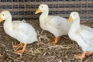 30434 N 59th St, Cave Creek, AZ 85331 - Photo 55