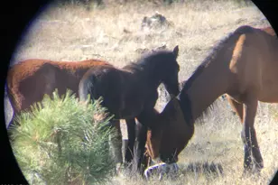 2702 Covered Wagon Trail, Overgaard, AZ 85933 - Photo 83