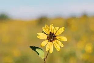 2702 Covered Wagon Trail, Overgaard, AZ 85933 - Photo 77