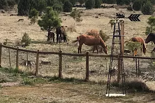 2702 Covered Wagon Trail, Overgaard, AZ 85933 - Photo 81