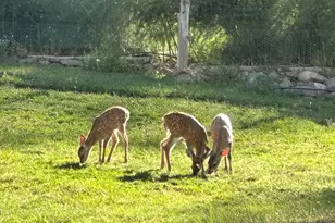 248 N Haigler Dr, Young, AZ 85554 - Photo 13