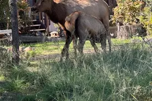 606 N Easy St, Payson, AZ 85541 - Photo 23