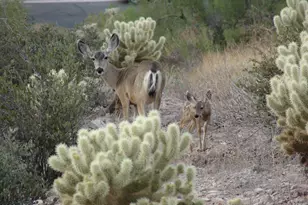 8160 E Canyon Estates Cir, Gold Canyon, AZ 85118 - Photo 35