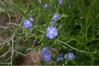 009N One More Road #-, Hereford, AZ 85615 - Photo 17