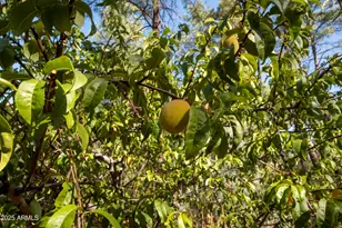 3570 N Pine View Dr, Pine, AZ 85544 - Photo 35