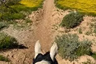 39125 N 25th Ave, Phoenix, AZ 85086 - Photo 83