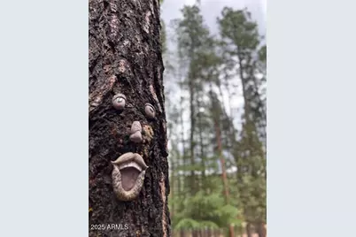 292 S Morris Mdws --, Payson, AZ 85541 - Photo 69