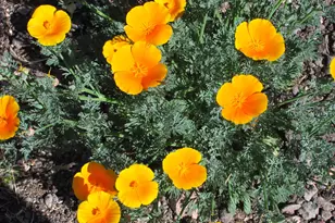 56550 Rancho Casitas Rd, Wickenburg, AZ 85390 - Photo 59