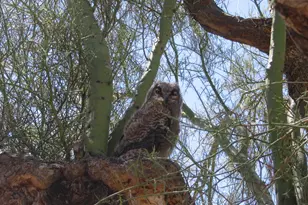56550 Rancho Casitas Rd, Wickenburg, AZ 85390 - Photo 71