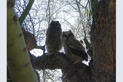 56550 Rancho Casitas Road, Wickenburg, AZ 85390 - Photo 73
