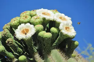 56550 Rancho Casitas Rd, Wickenburg, AZ 85390 - Photo 61