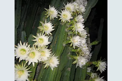 56550 Rancho Casitas Road, Wickenburg, AZ 85390 - Photo 69