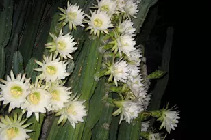 56550 Rancho Casitas Rd, Wickenburg, AZ 85390 - Photo 69