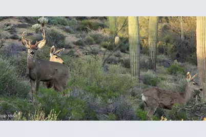 40858 N 109th Place, Scottsdale, AZ 85262 - Photo 61