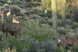 40858 N 109th Pl, Scottsdale, AZ 85262 - Photo 61