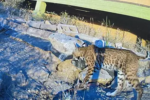 5975 W Aurora Hills Rd, Morristown, AZ 85342 - Photo 29