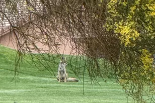 4970 S Desert Willow Dr, Gold Canyon, AZ 85118 - Photo 25