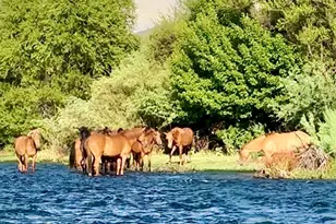 22433 E Cattle Dr, Queen Creek, AZ 85142 - Photo 57