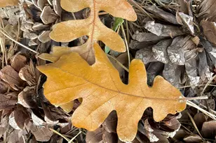 3122 S Briarwood Ln, Pinetop, AZ 85935 - Photo 61